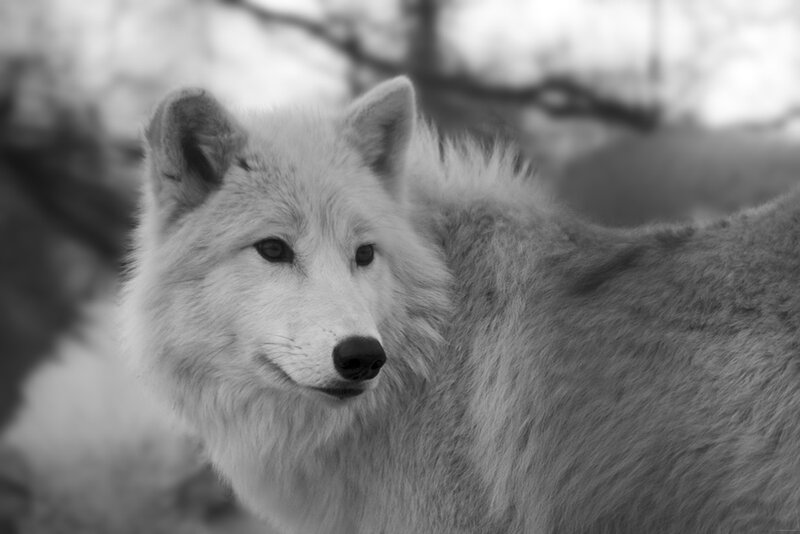 White Wolf in Forest — Black, Calm