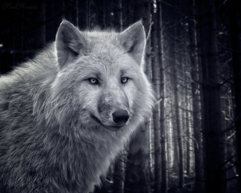 White Wolf in Forest — Black, Dramatic, Night, Photograph