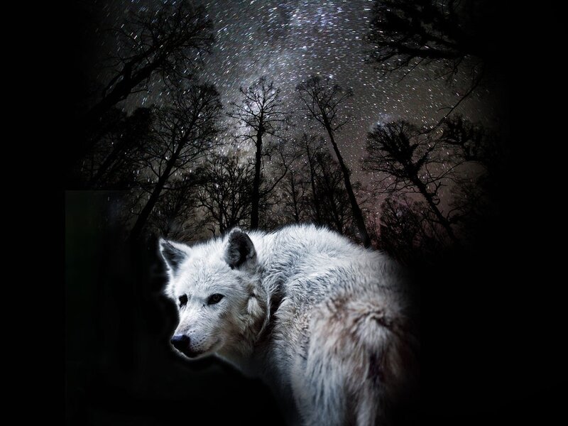 White Wolf in Forest — Black, Dramatic, Night, Photograph, Trees