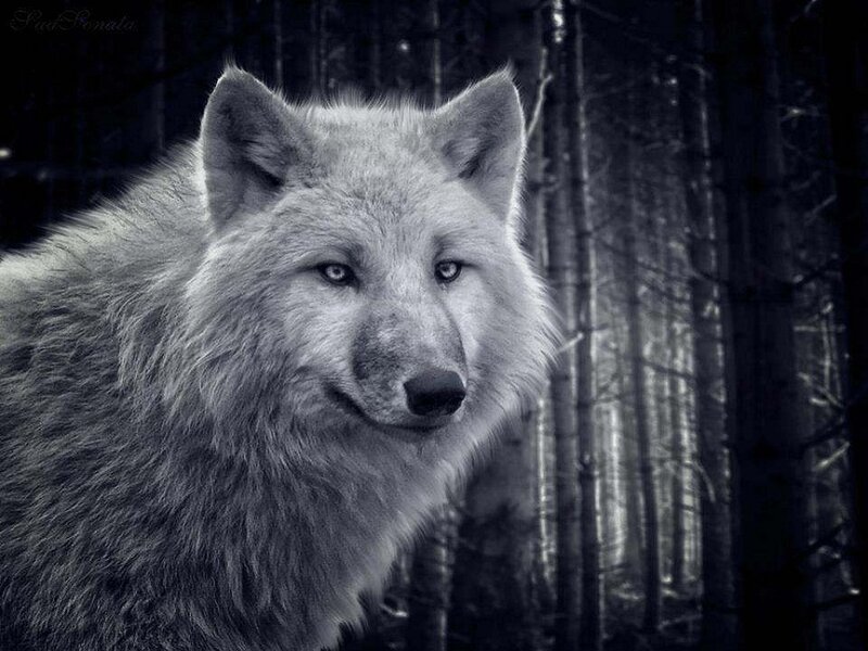 White Wolf in Forest — Black, Dramatic, Night
