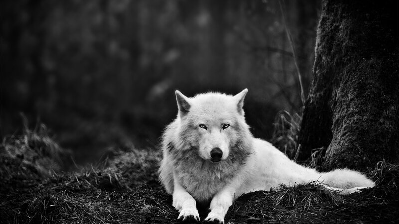 White Wolf in Forest — Black, Dramatic, Photograph, Tree, Forest Floor