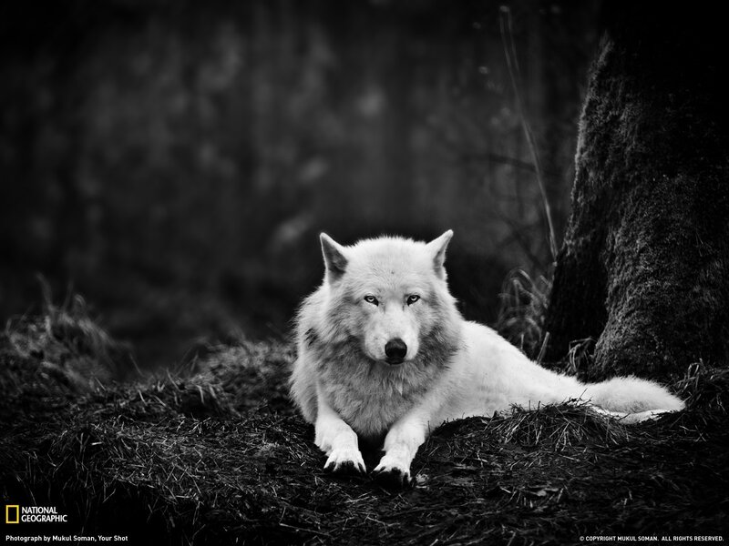 White Wolf in Forest — Black, Dramatic, Photograph, Tree, Ground, Gray