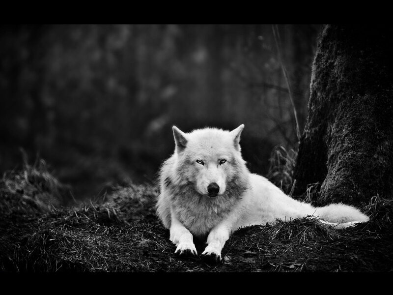 White Wolf in Forest — Black, Dramatic