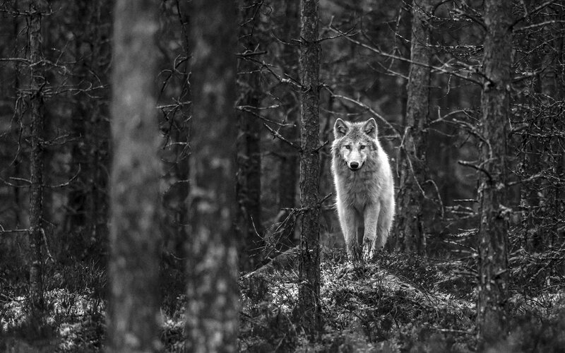 White Wolf in Forest — Black, Dramatic, Winter