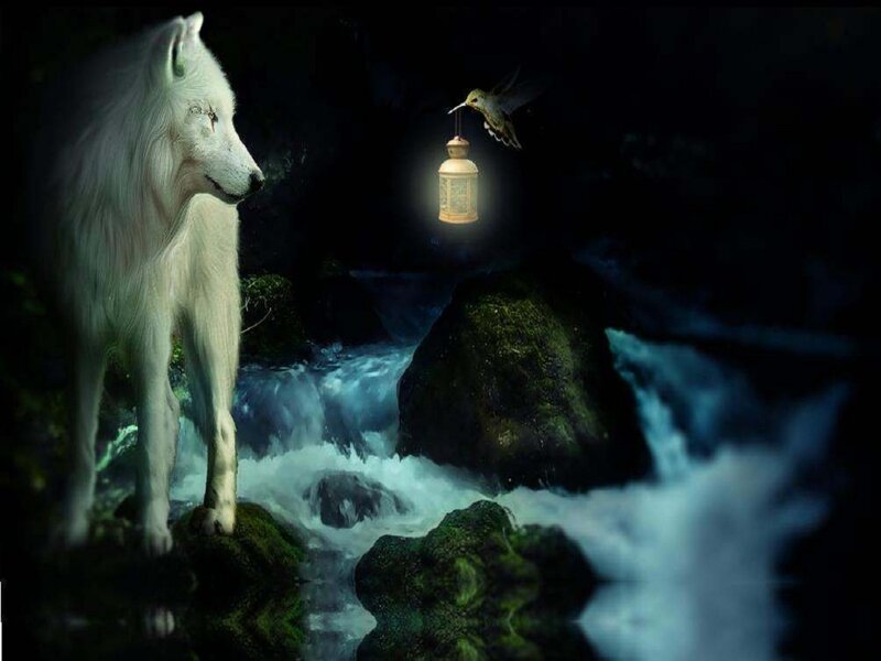 White Wolf in Forest — Black, Mysterious