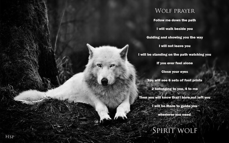 White Wolf in Forest — Black, Serene
