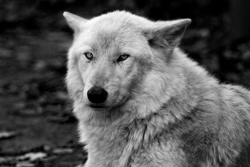 White Wolf in Forest — Black, Serious, Photograph