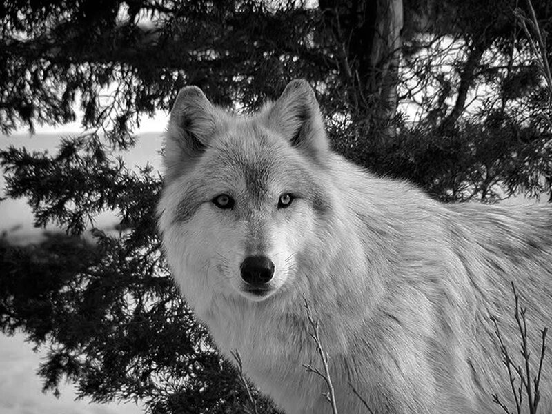 White Wolf in Forest — Black, Serious