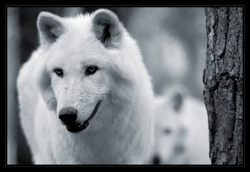 White Wolf in Forest — Black, Serious, Winter