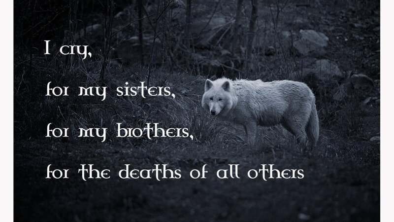 White Wolf in Forest — Black, Somber, Night, Photograph