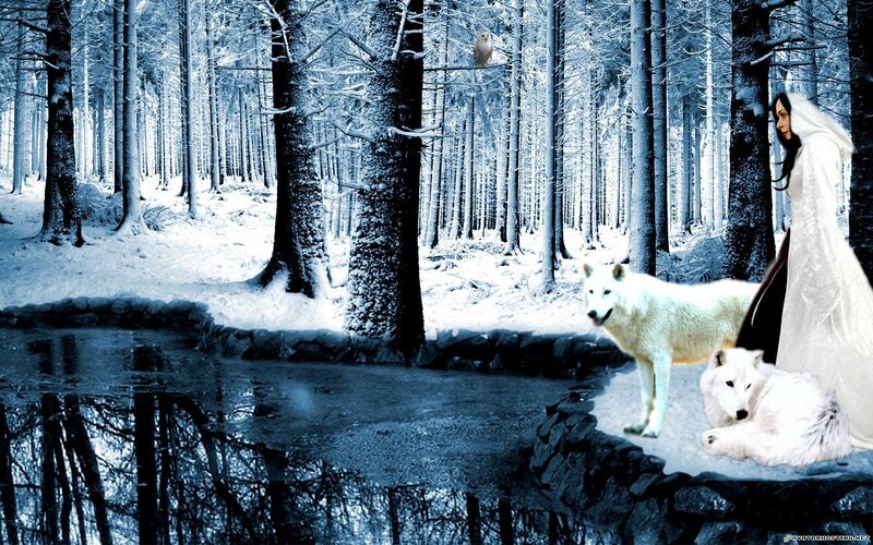White Wolf in Forest — Blue, Cold