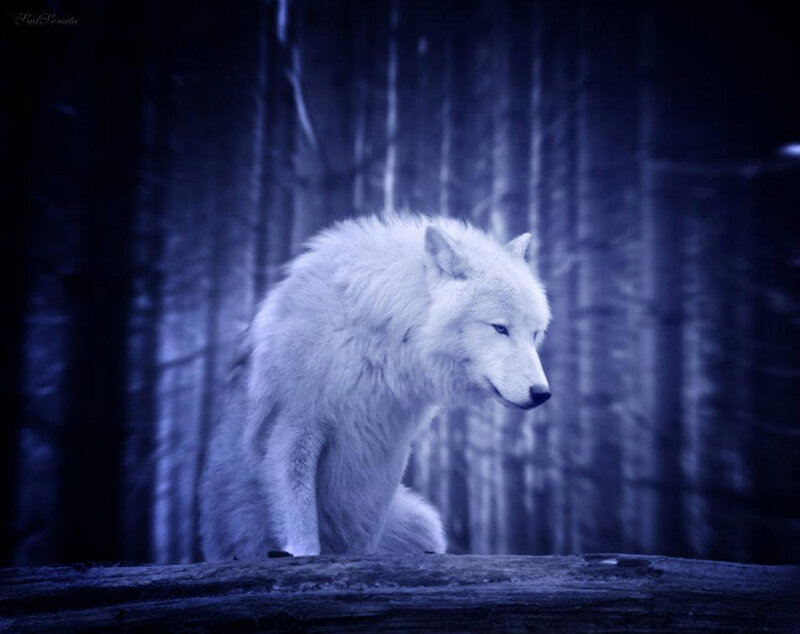 White Wolf in Forest — Blue, Dramatic, Night, Digital Art, Log