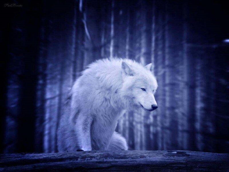White Wolf in Forest — Blue, Dramatic, Night, Digital Art