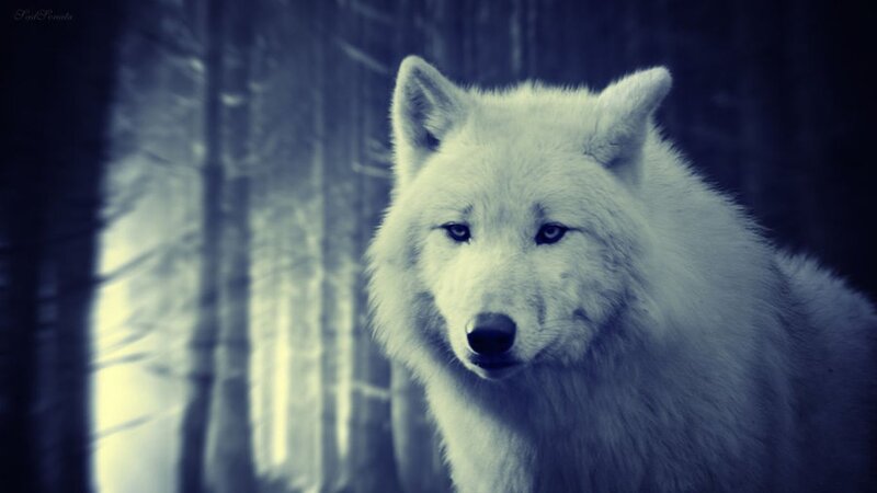 White Wolf in Forest — Blue, Dramatic, Night, Photograph