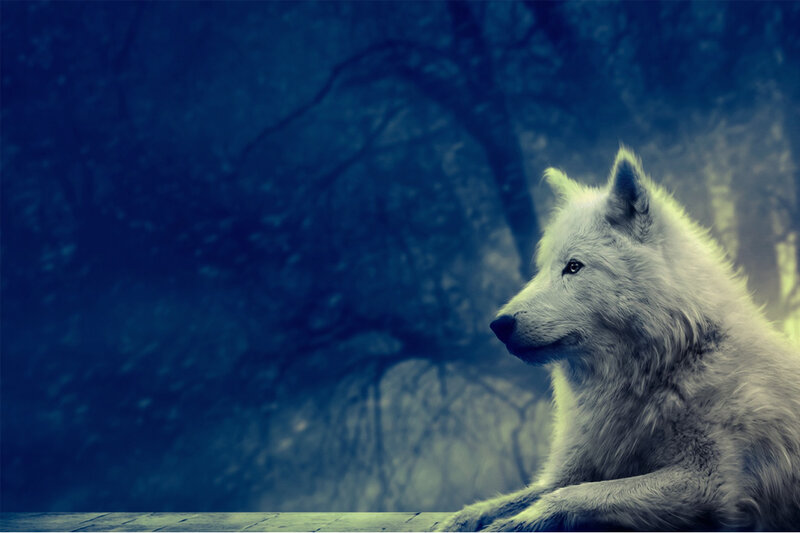White Wolf in Forest — Blue, Dramatic, Night