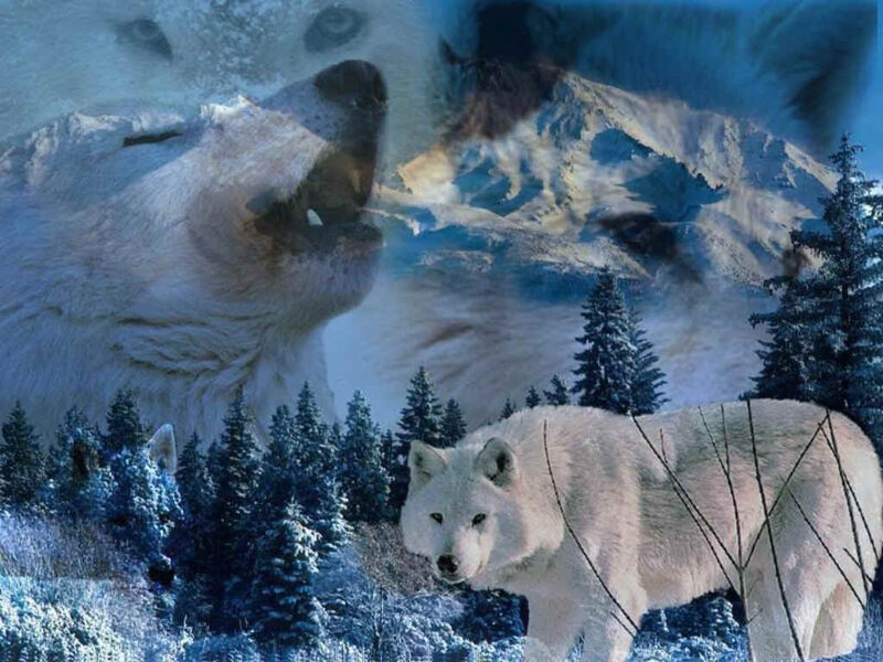 White Wolf in Forest — Blue, Dramatic, Winter, Digital Art