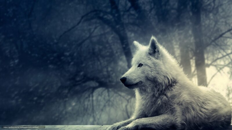 White Wolf in Forest — Blue, Dramatic, Winter, Photograph, Trees, Snow