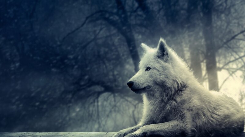 White Wolf in Forest — Blue, Dramatic, Winter, Photograph, Trees