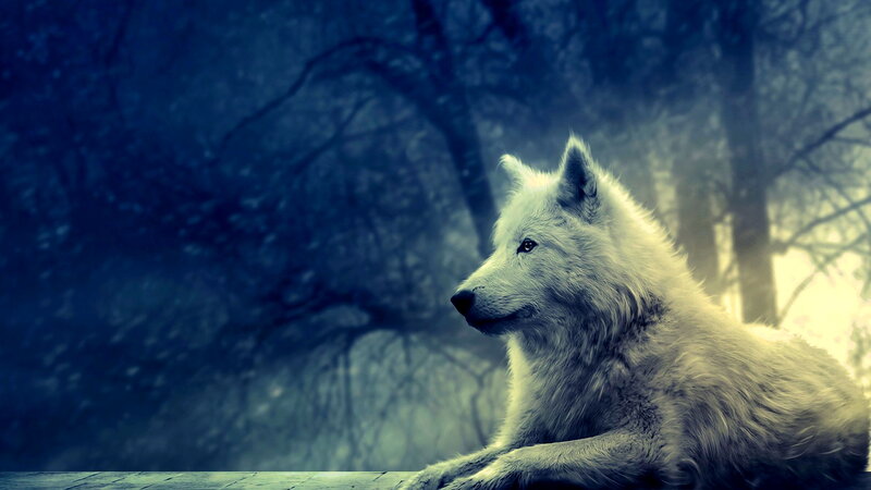White Wolf in Forest — Blue, Dramatic, Winter