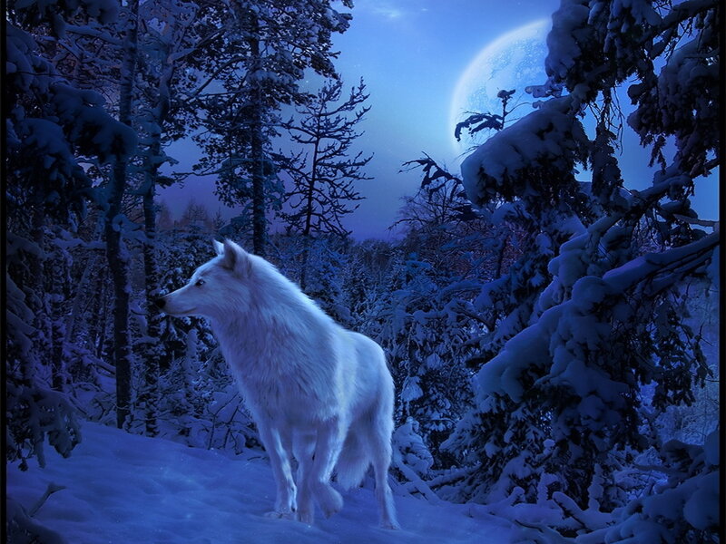 White Wolf in Forest — Blue, Serene
