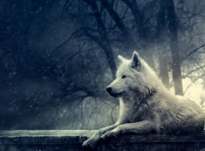White Wolf in Forest — Blue