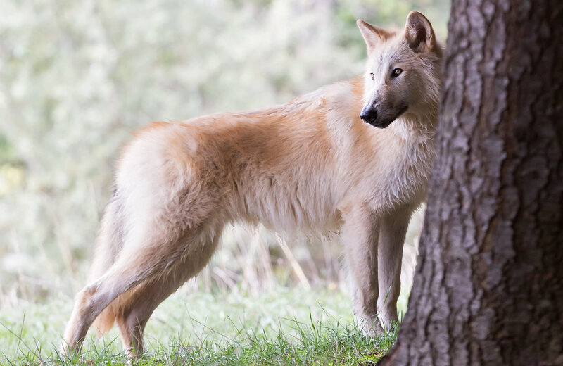 White Wolf in Forest — Brown, Alert