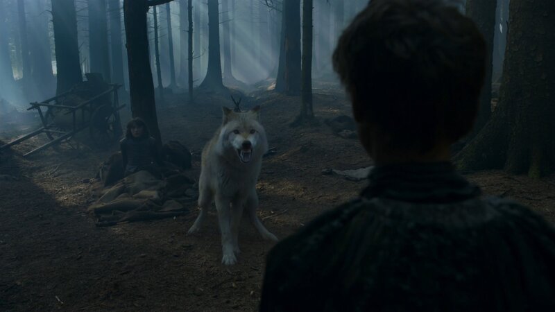White Wolf in Forest — Brown, Dramatic