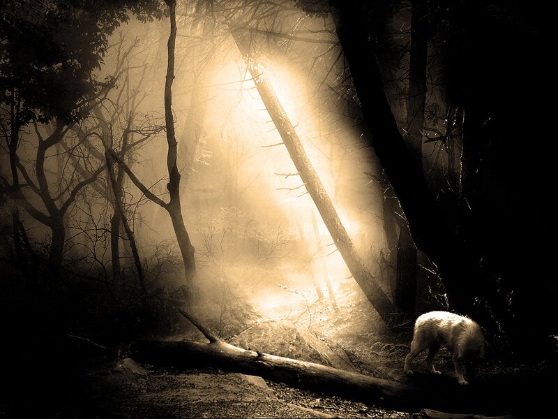 White Wolf in Forest — Brown