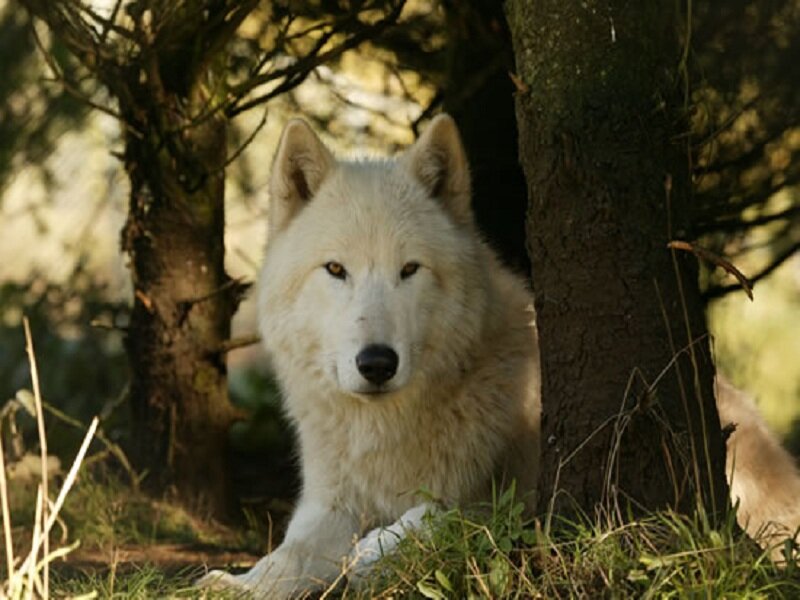 White Wolf in Forest — Calm, Afternoon, Photograph