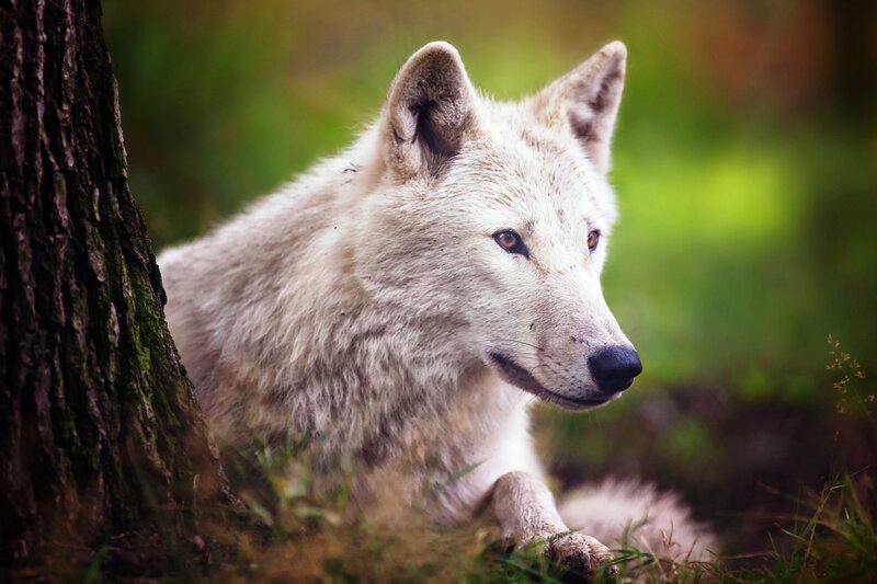 White Wolf in Forest — Calm, Afternoon, Photograph, Tree, Grass