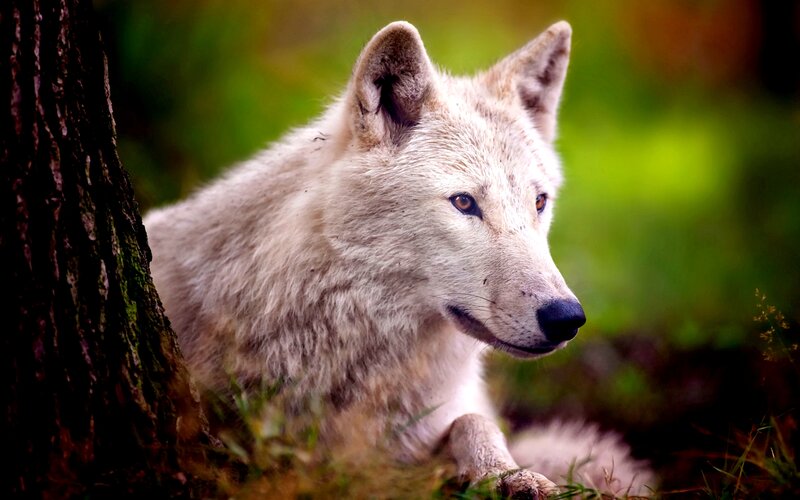 White Wolf in Forest — Calm, Afternoon, Photograph, Tree