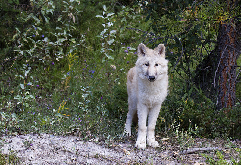 White Wolf in Forest — Calm, Afternoon, Photograph, Trees, Grass