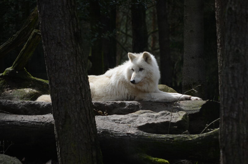 White Wolf in Forest — Calm, Afternoon, Photograph, Trees, Rocks