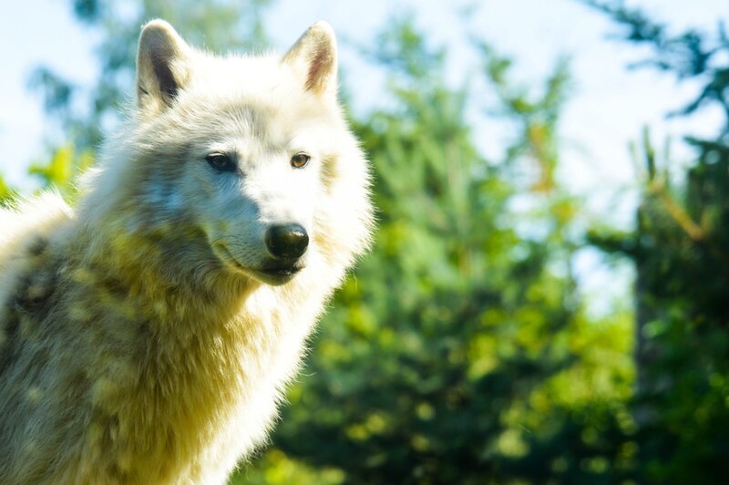 White Wolf in Forest — Calm, Afternoon, Photograph, Trees, Sky
