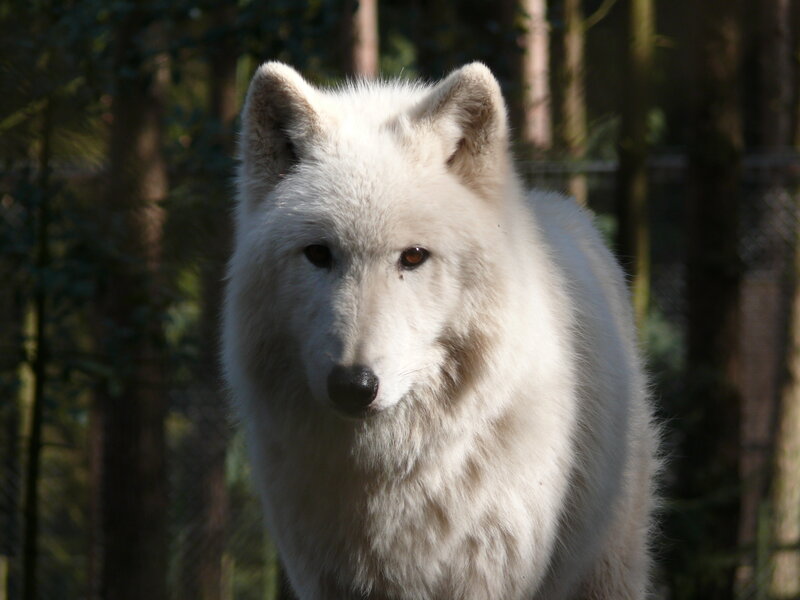 White Wolf in Forest — Calm, Afternoon, Photograph, Trees