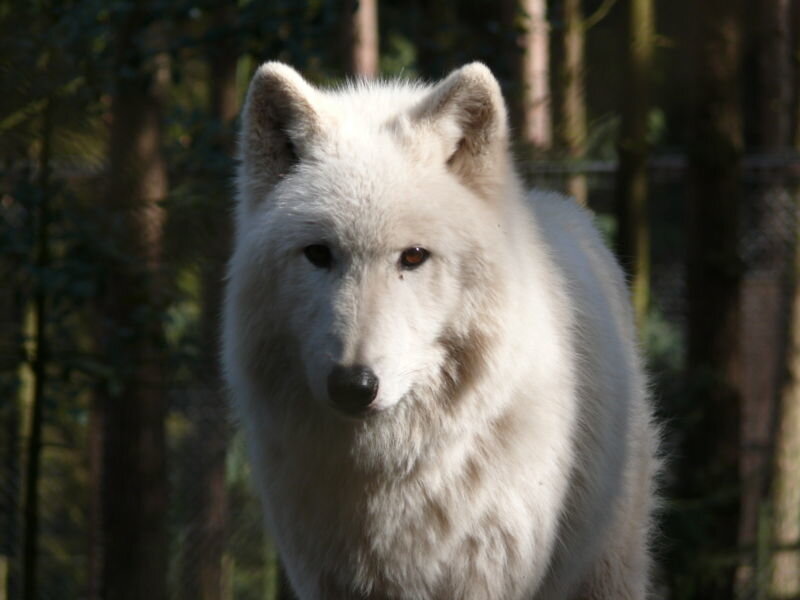White Wolf in Forest — Calm, Afternoon