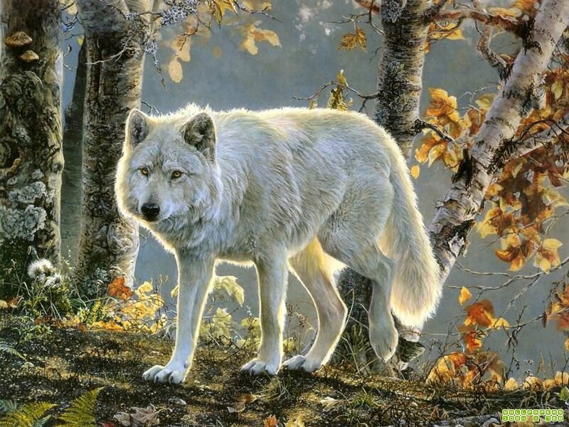 White Wolf in Forest — Calm, Autumn, Digital Art