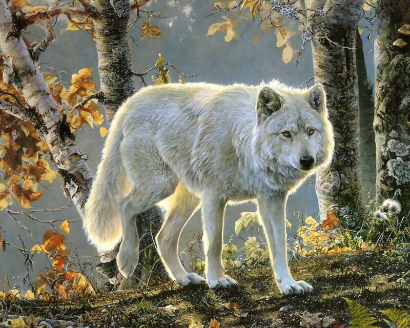 White Wolf in Forest — Calm, Autumn, Painting