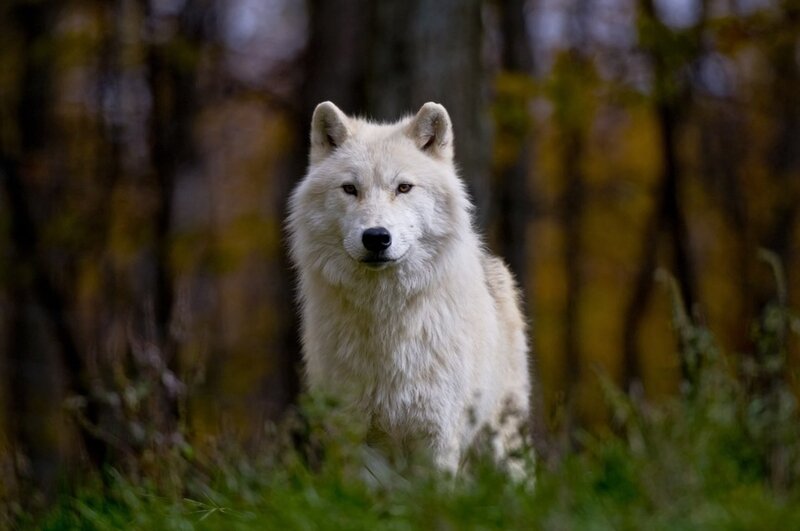White Wolf in Forest — Calm, Autumn, Photograph, Grass