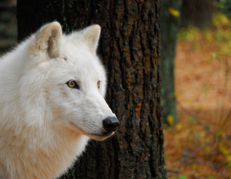 White Wolf in Forest — Calm, Autumn, Photograph