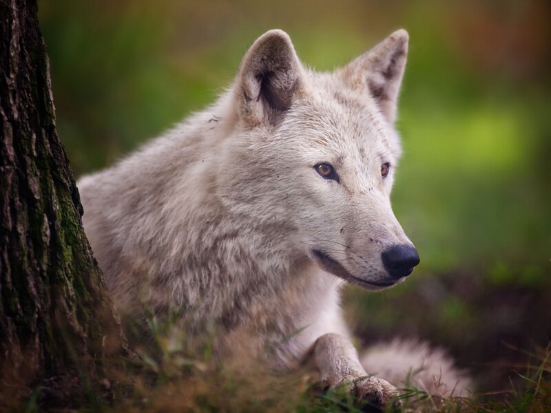 White Wolf in Forest — Calm, Autumn, Photograph, Tree