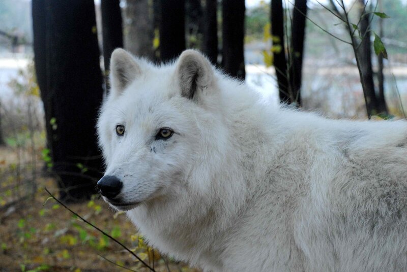 White Wolf in Forest — Calm, Autumn, Photograph, Trees