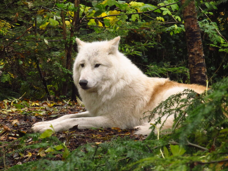 White Wolf in Forest — Calm, Autumn