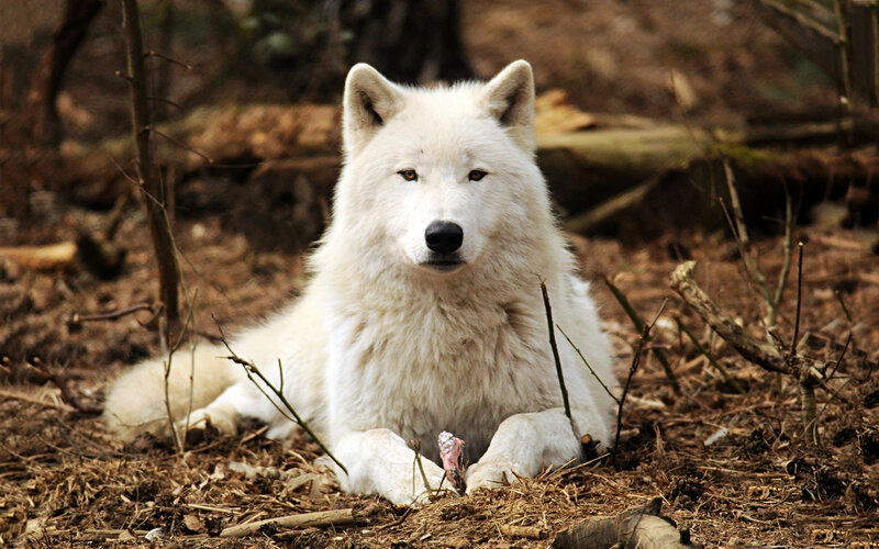 White Wolf in Forest — Calm, Photograph, Forest Floor