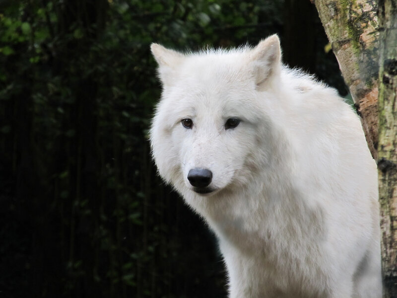 White Wolf in Forest — Calm, Photograph