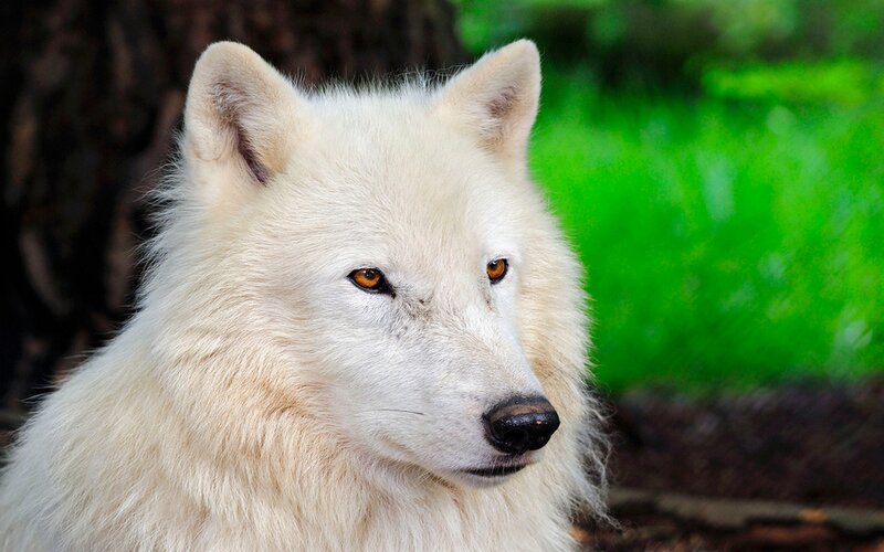 White Wolf in Forest — Calm, Photograph, Tree, Grass