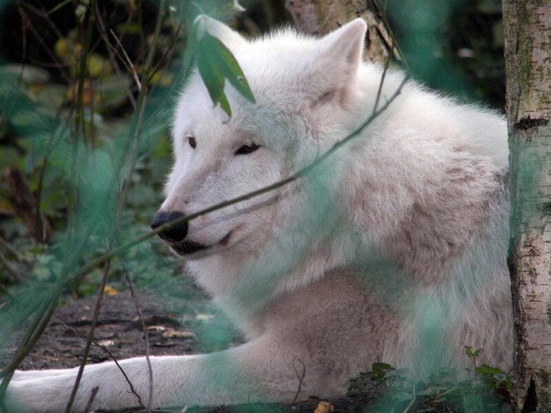 White Wolf in Forest — Calm, Photograph, Tree, Leaves