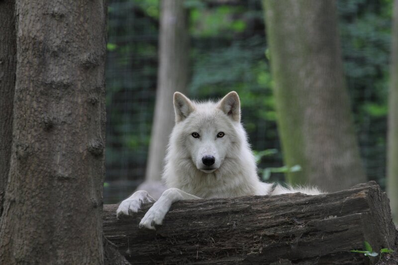 White Wolf in Forest — Calm, Photograph, Tree, Log