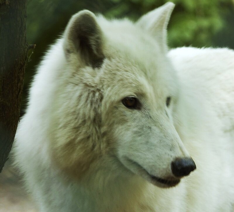 White Wolf in Forest — Calm, Photograph, Tree