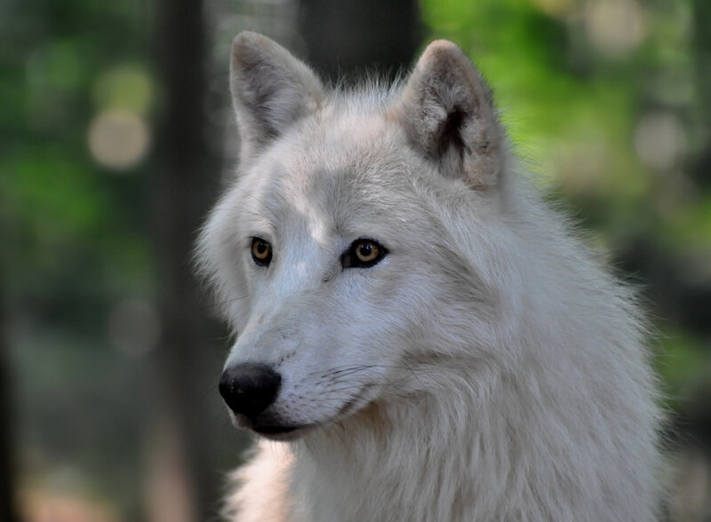 White Wolf in Forest — Calm, Photograph, Trees